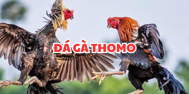 Đá Gà Thomo - Tất Tần Tật Thông Tin Về Bộ Môn Giải Trí Hấp Dẫn